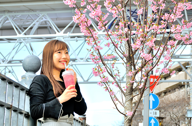 観音橋と桜