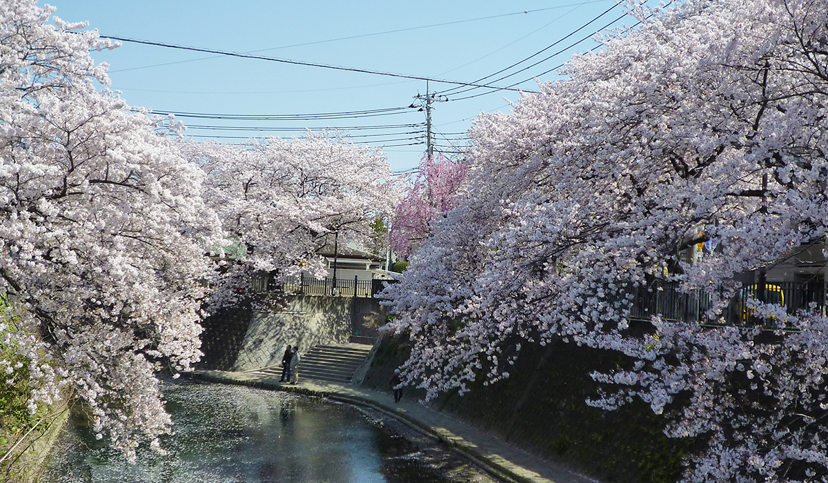 大岡川の桜