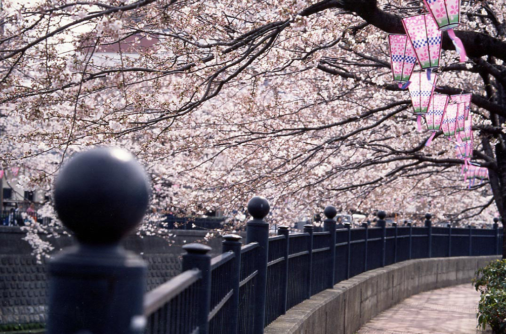 大岡川の桜