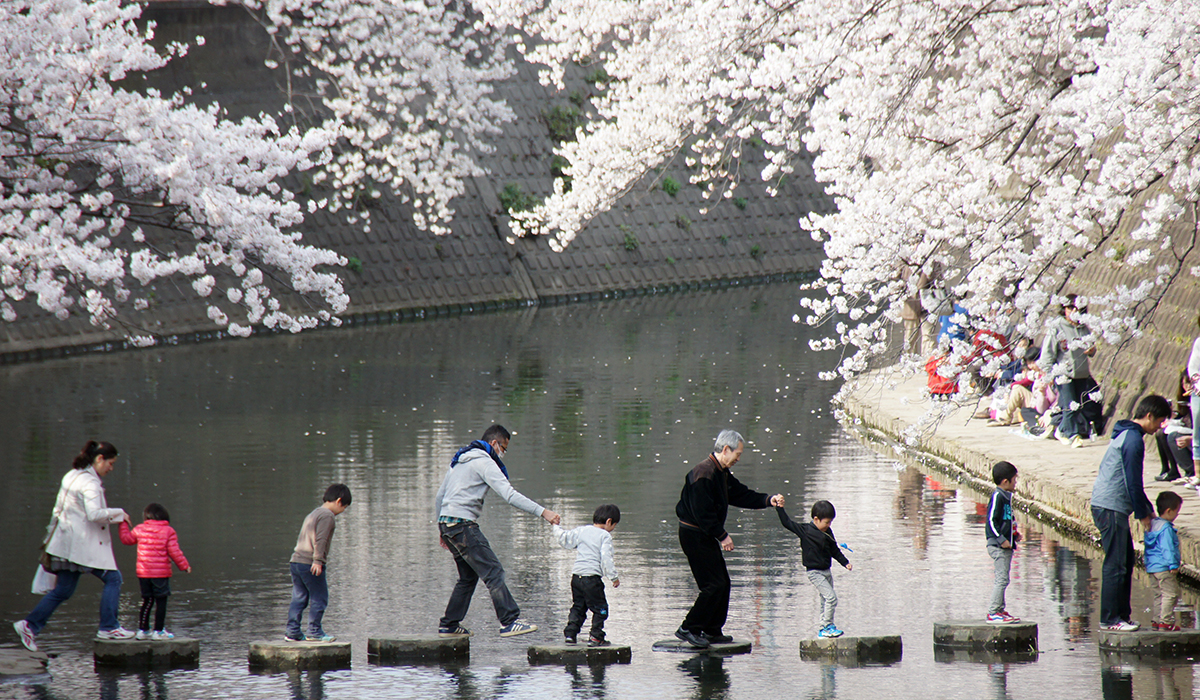 大岡川の桜